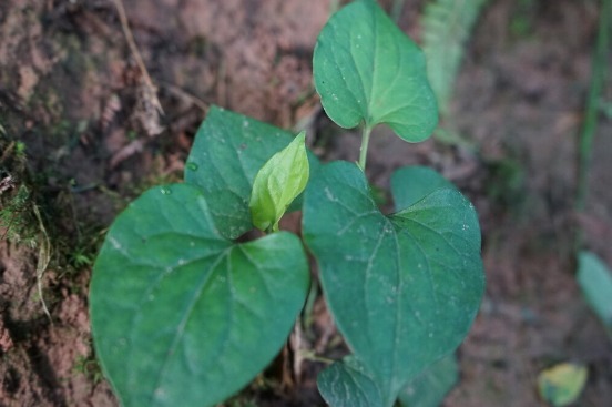 马齿苋|开春挖野菜，送你“野菜大图鉴”，教你轻松识别20种野菜