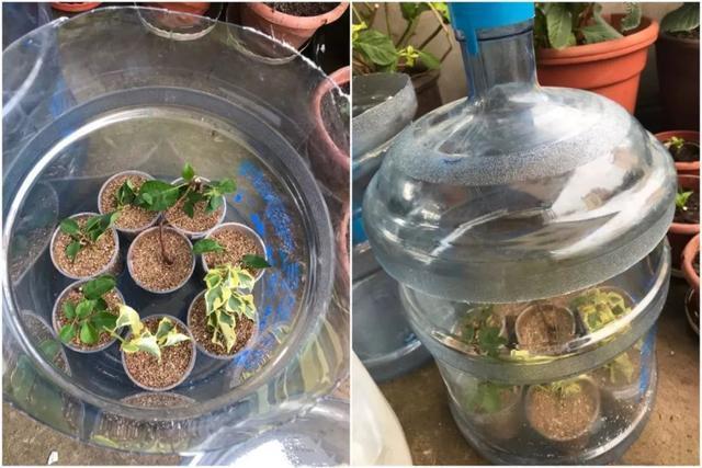 扦插|三角梅的养护大全摘光叶子,少浇水,使劲晒,开花爆满盆