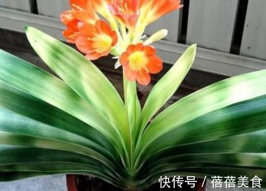 做好这几件事，新手也能养出株型端庄叶片苍翠挺拔的君子兰