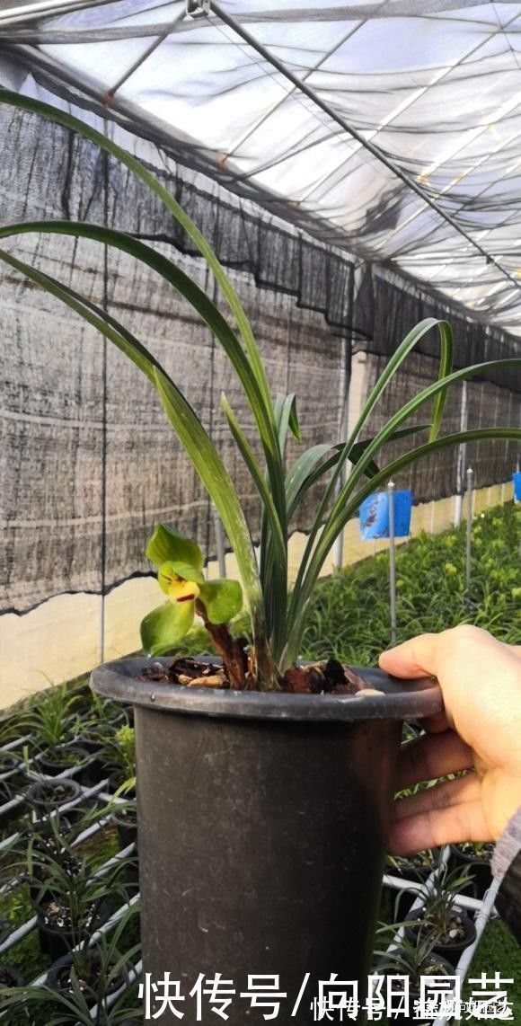 闷根|养兰花,花盆要选对,用“高脚盆”,钻几个洞,养兰花最合适