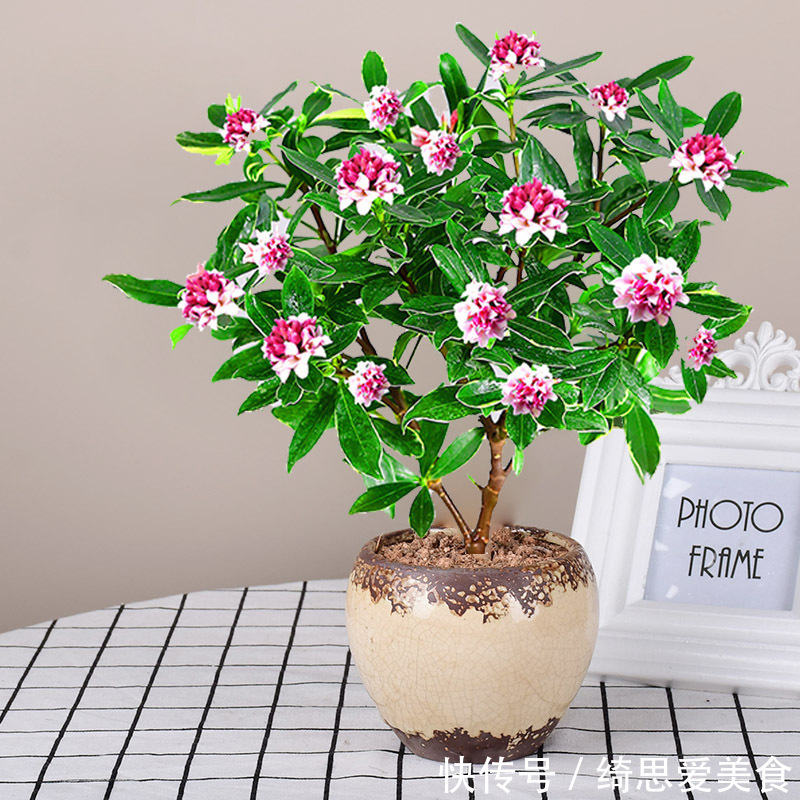 客厅想养“健康花”,建议从这12种里面选,不仅养人,还大气吉祥