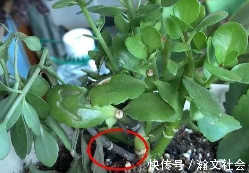 长寿花|养长寿花,将“4忌4喜”进行到底,爆盆开花只是分分钟的事情