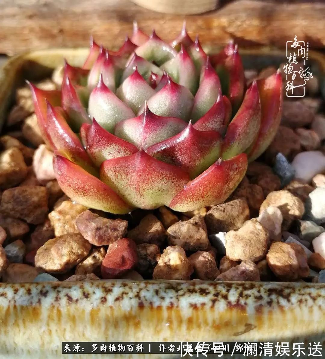 草木|一定要爱着点什么，恰是草木对光阴的柔情！