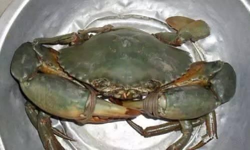 海鲜|渔民整理的海鲜大全,以后再也不怕不认识海鲜了