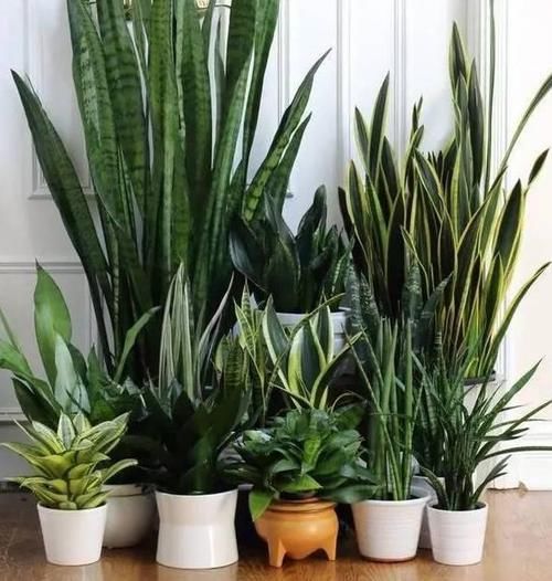 虎皮兰不冒芽?扒开土瞅一瞅,小芽一个个,长了一大盆