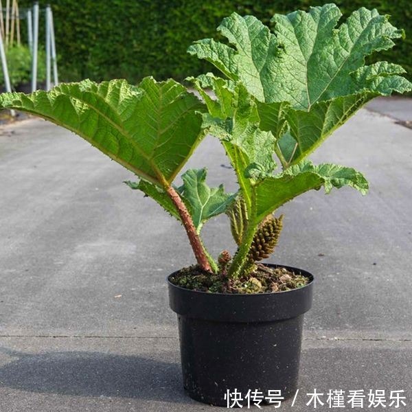 世界最大的叶子是它，1片能给10人遮雨，阳台种一盆就挤爆！