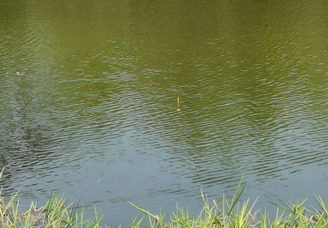 饵料|钓鲢鳙打不到正口?那是提竿不及时,简单几招大大提升命中率