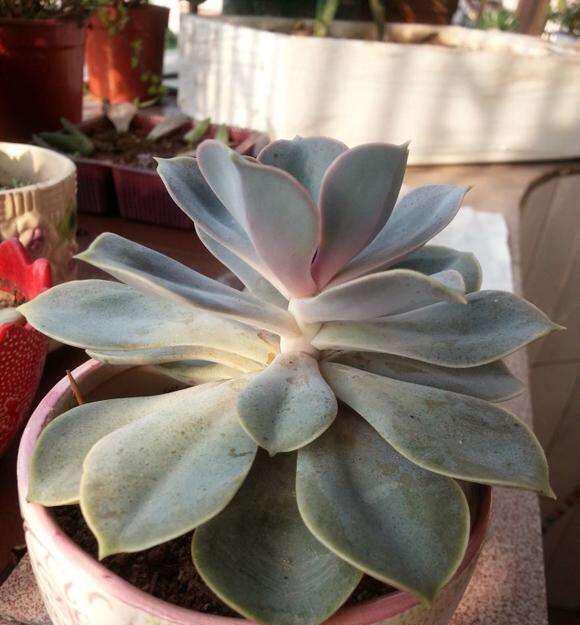 多肉叶片下翻怎么办2招就搞定,越长越壮,变成姿态优美的老桩