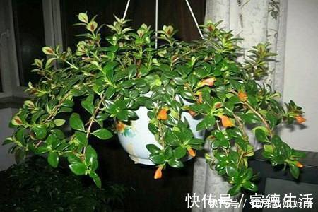 惊呆|在家养了一盆植物,开花时,周围邻居惊呆了!这盆植物竟然这么美