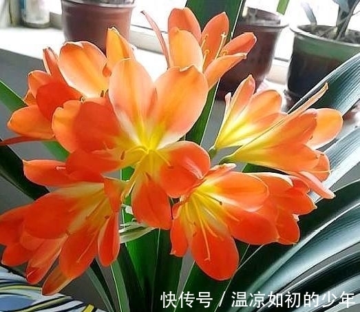 马头花|人见人爱的几种花卉，花朵迷人，仙气十足，放在阳台美极了