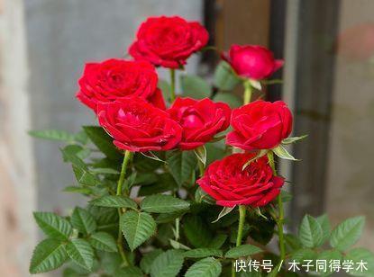 最适合新手养的4种花,好养易活颜值高,满屋子清香四溢