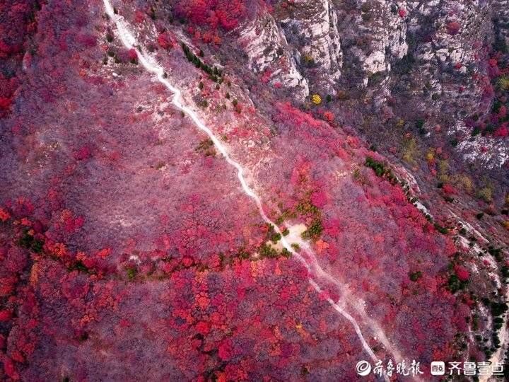 齐鲁壹点|济南东外环“怪坡”处，一座山都红透了