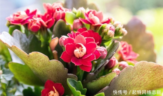 这4种绿植一定要养,随便养1盆,旺财又镇宅,满满的幸福感