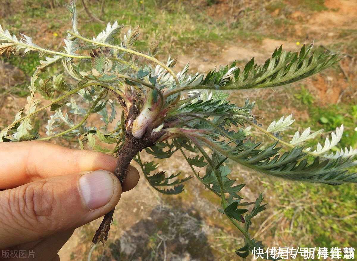 藏在地下的“鸡腿”,是农村孩子们的美味,如今价值升高数量变少