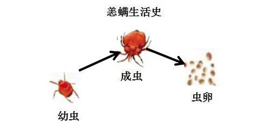 焦痂|当心！2人高烧不退，核酸阴性！医生一查竟发现…