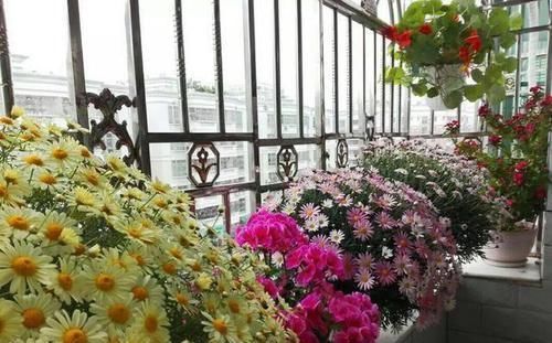 5块钱买盆花,也能养出高大上,繁花似锦开满阳台,越养越上瘾