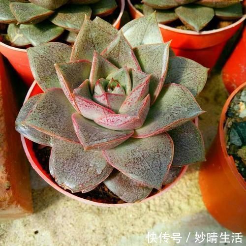 白豪|多肉趣味多！6种名字充满趣味性的多肉，你养过吗？