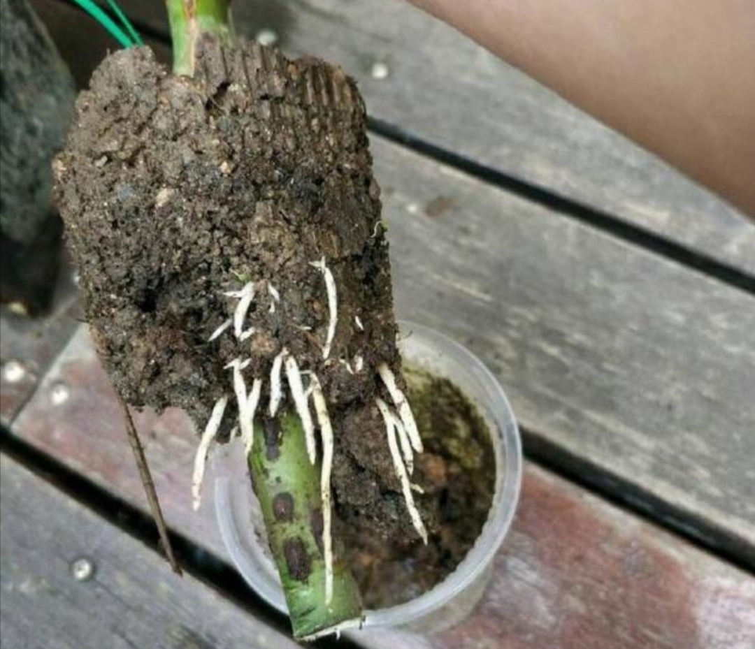 高压|月季别再扦插了,用另1种方法繁殖,更容易成活