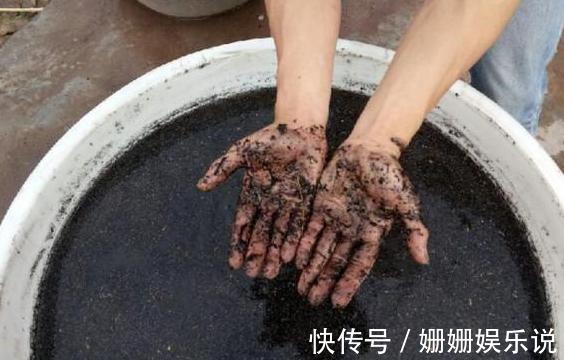 花草生虫害该如何解决学会''3种灰''的用法，养花不再头疼