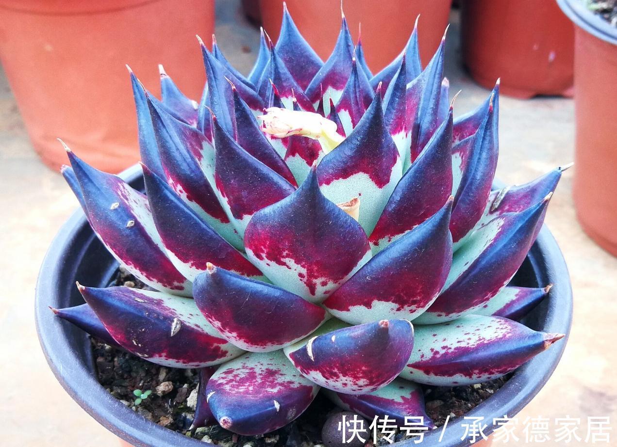 施肥|养多肉植物乌木，掌握住3点，盆栽长势越来越猛，叶肥色艳