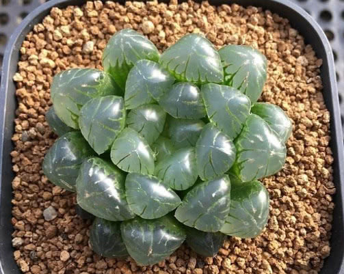 多肉圆头玉露怎么养更水润教你3个小妙招，养出饱满的圆头玉露