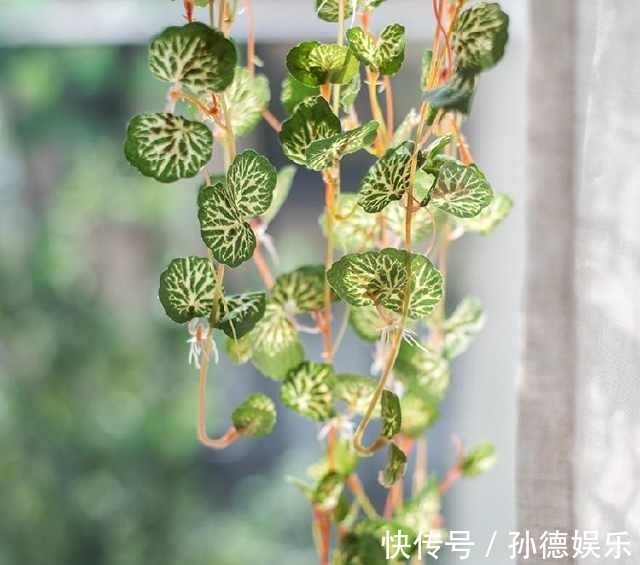 细数那些超耐阴的花,光照少长满屋,懒人大爱