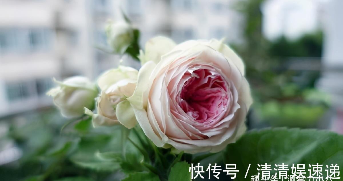 切口|月季花败后，“三动作”修补下，复花速度快，长势更欢快