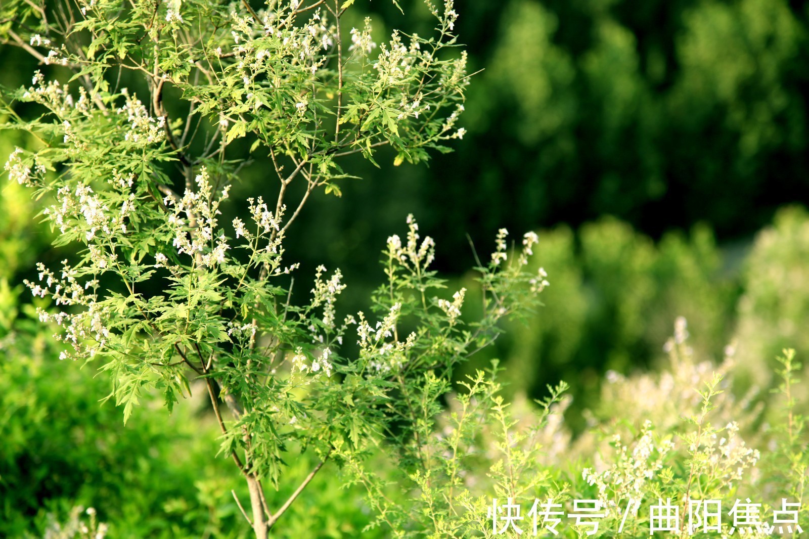 大美|大美齐村镇山水北雅握村（八）