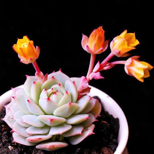 养多肉最怕掉坑里,这6个问题犯一个,多肉都会死翘翘