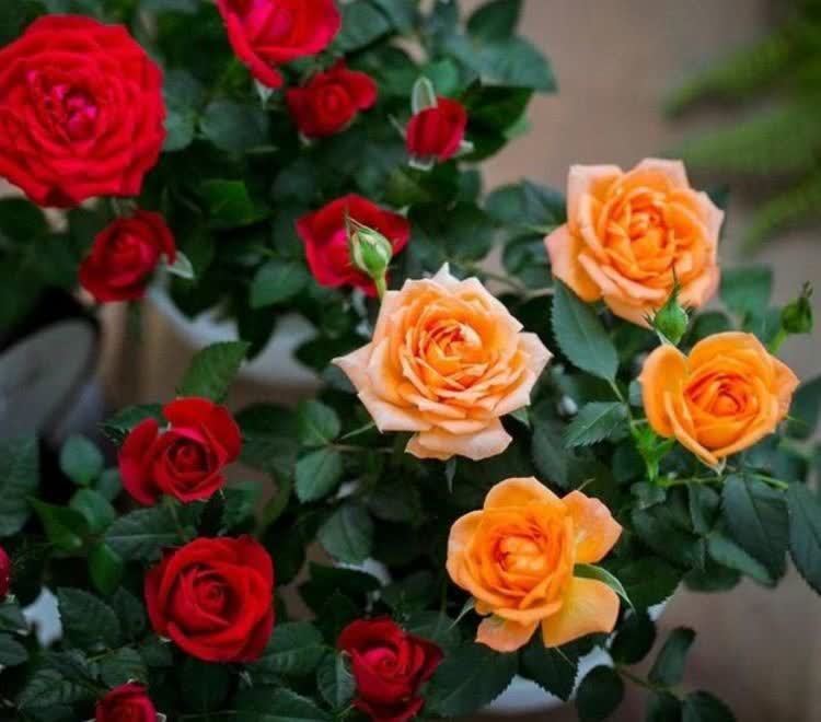 5种花比香水还好闻，一开就是大半年，四季有花赏，花美心情好