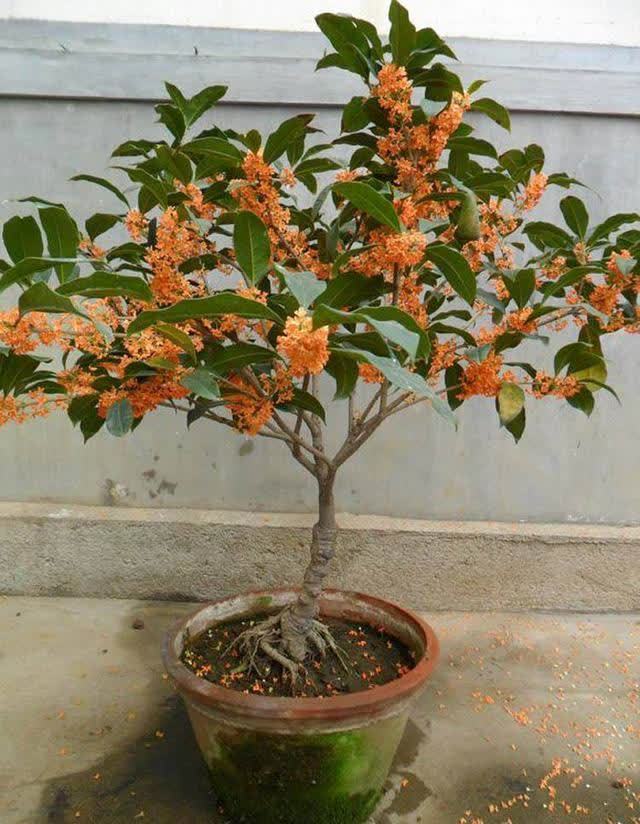 门前栽桂花,人前显富贵!新买的做好4点,缓苗快,花满枝