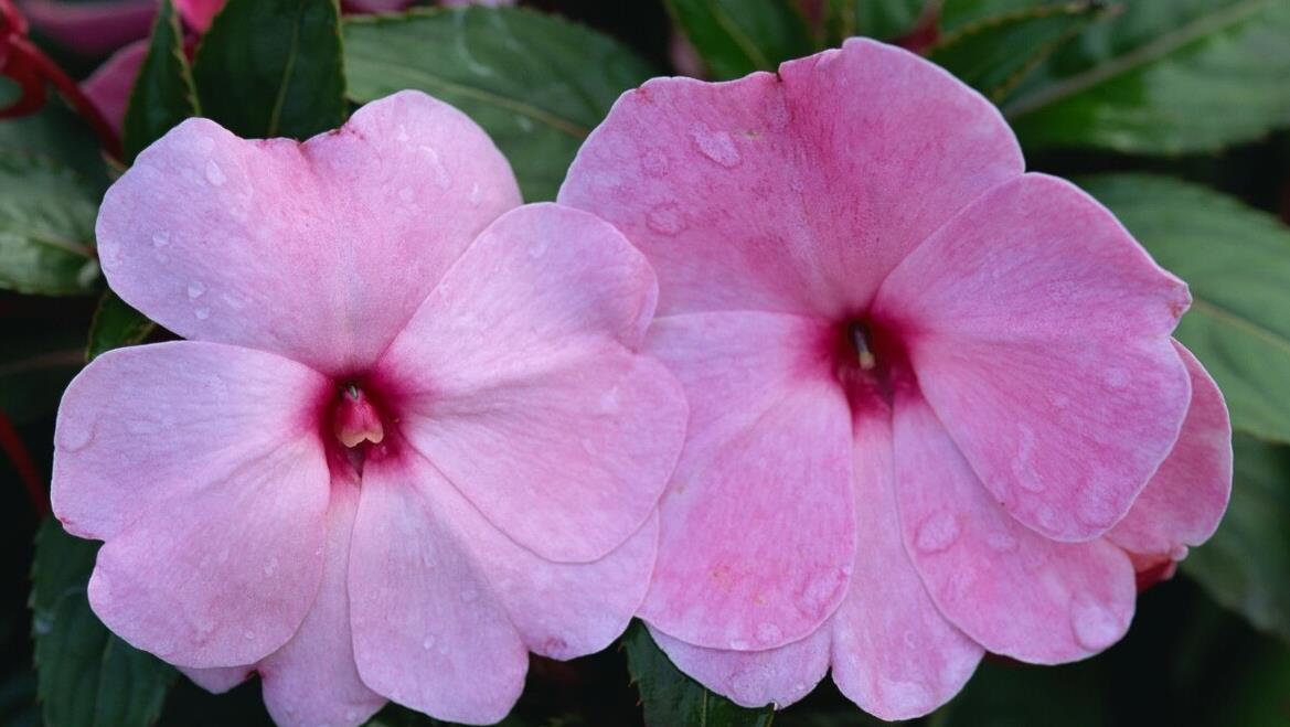 建议大家：逛花市碰到5种花，别犹豫，虽然便宜但巨好养