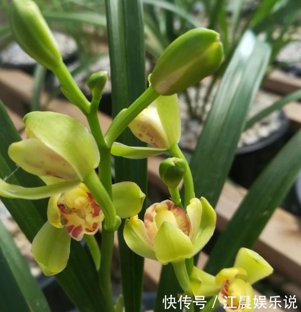 老花农养兰花，用3种植料，兰花不烂根，芽蹭蹭冒，花呼呼开