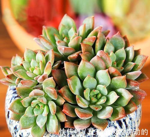 养分|养多肉植物，给它浇2种水，不施肥也能越长越胖！
