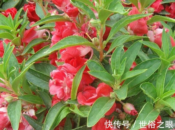 爆盆|喜欢在家中养护花卉,就选择花色多样,花期长,开花爆盆的3种花