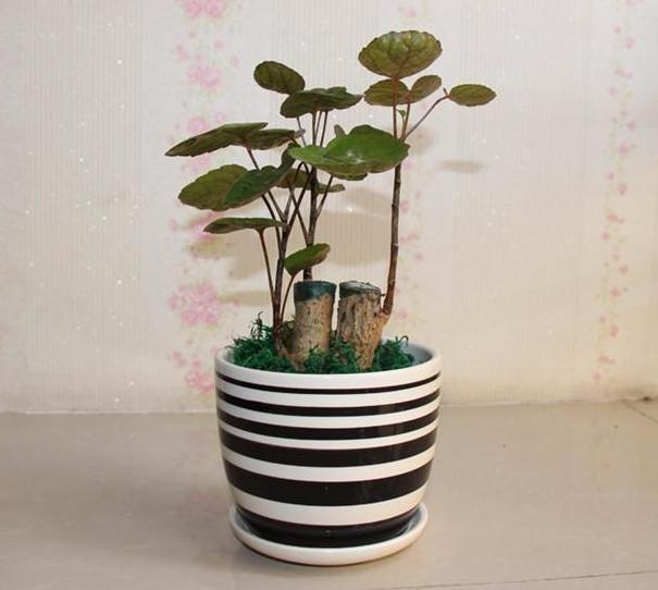 这些镇宅盆景摆放在客厅,可让人身心愉悦,最受富人青睐