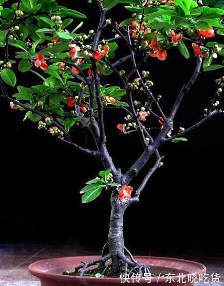 六种“长寿花”，越老越值钱，花开富贵，越养越精贵