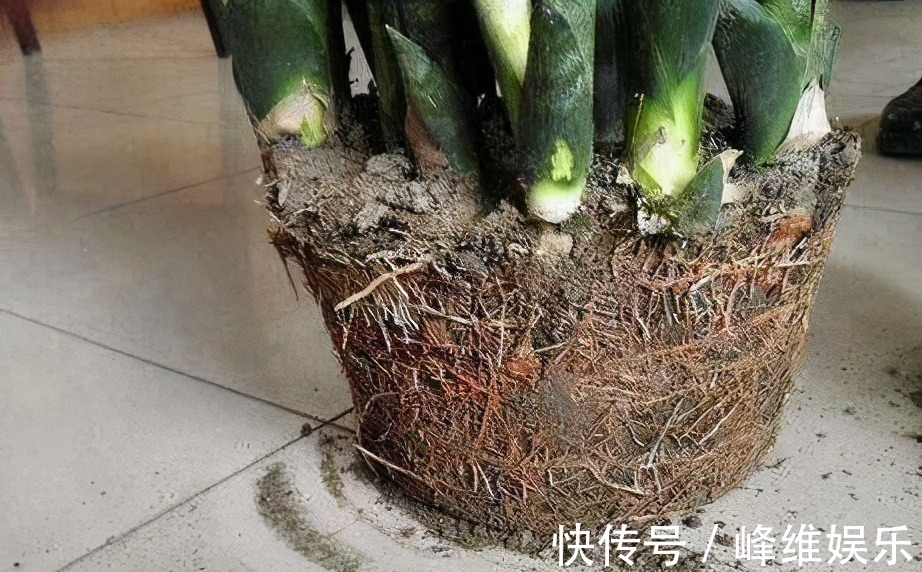 虎皮兰不长新芽，多是犯了3个错误，改正了才能不断冒嫩芽