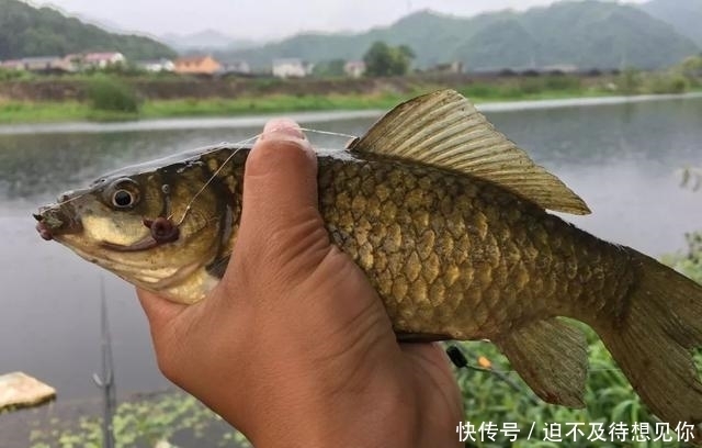  接下去|揭秘钓鱼骗局！别看它骗术低级，总有大把钓鱼人上当