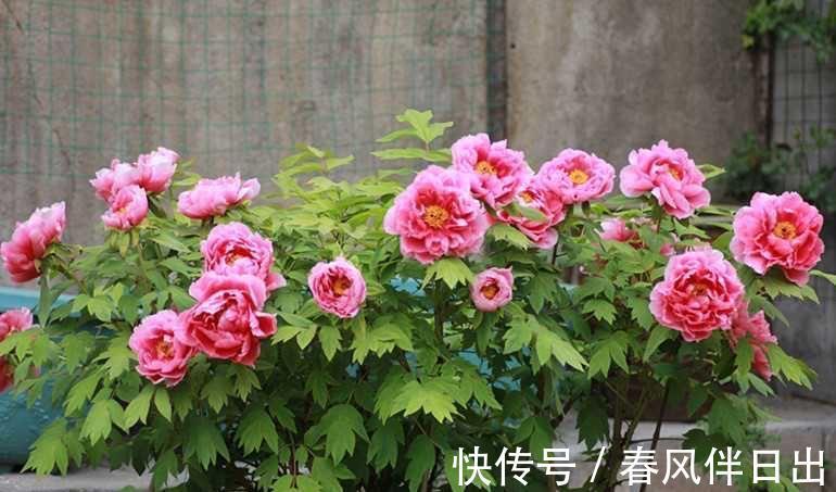 夏天|院子里养四种花,夏天冬天都不怕,花大艳丽,好看又顽强