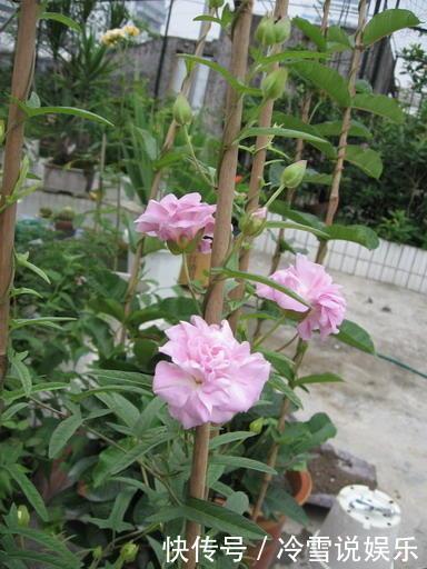 耐晒又耐热,这几种花夏天养,太阳越大晒得越美