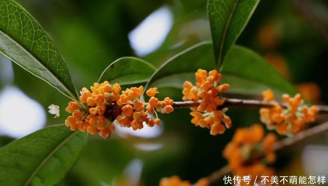 秋天|秋天,是桂花味的.....