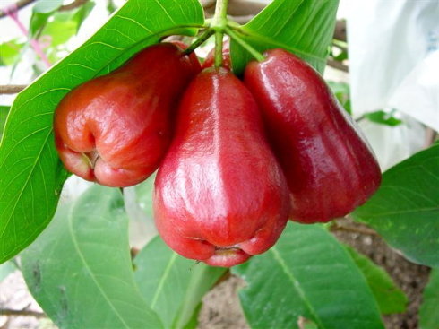 淡化|女性晚上当零食吃两个，防皱补水，淡化黑斑，宁心安神，早食早好