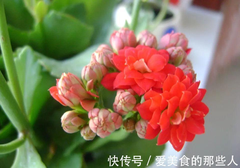 天竺葵|路上看到“三种花”,择点枝带回家,温度低易生根“繁殖”一大群