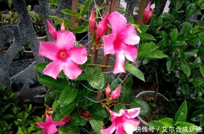 花海|这4种花香四溢的盆栽,花期长,种在土里长得快,庭院变花海