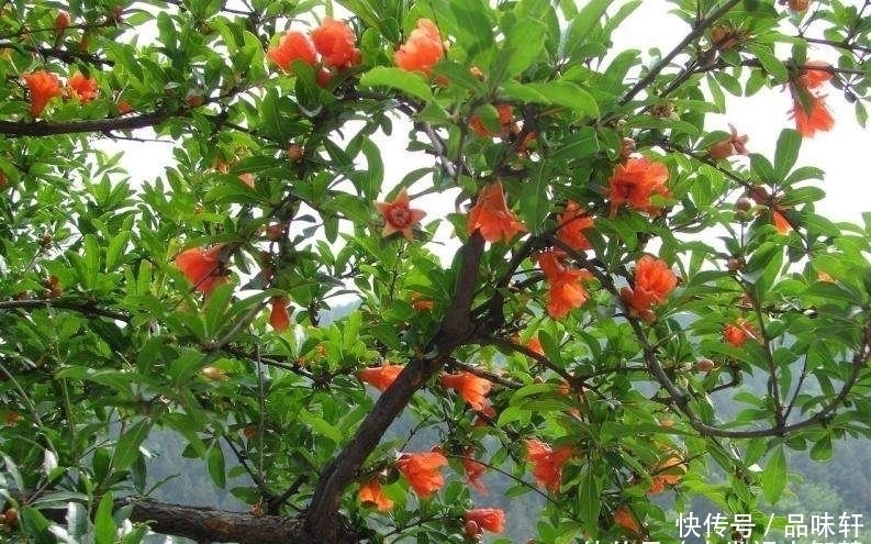 种树|院子里不要乱种树,这6种树不仅能添福旺宅,还能招财纳福