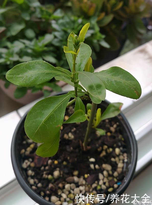 狗牙根|秋天扦插5种花，呼呼冒出“狗牙根”，明年春天就开花