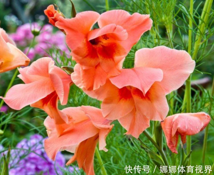 阳台上|此花颜值高，开花惊艳，开花勤爱爆盆，一开大半年哦！