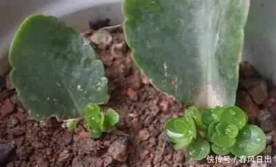 家里养4种花，叶子掉盆里，15天生根发芽，1盆能变20盆，好养活
