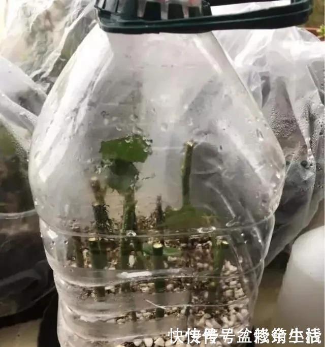 旧物|家中旧物拿来养花，1个花盆也不用买，种了满屋的花，漂亮实用